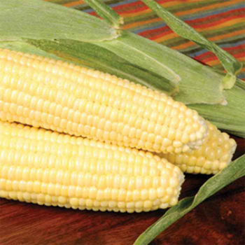Sweet Corn Flavor & Yield Factor Garden Guide