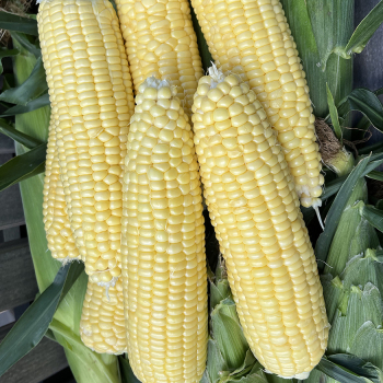 Sweet Corn, Bodacious Yellow Hybrid, Untreated