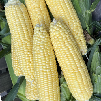 Sweet Corn, Bodacious Yellow Hybrid, Treated