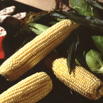 Product Image of Sweet Corn, Illini Xtra Sweet Yellow Hybrid, Treated