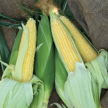 Product Image of Sweet Corn, Incredible Yellow Hybrid, Treated