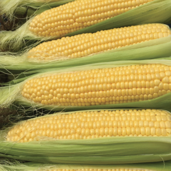 Product Image of Sweet Corn, Moonshine Yellow Hybrid, Treated