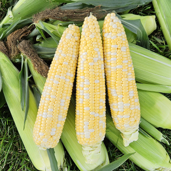 Sweet Corn, Solstice Bicolor Hybrid, Treated