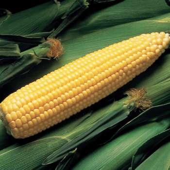 Product Image of Sweet Corn, Super Sweet Jubilee Plus Yellow Hybrid, Treated