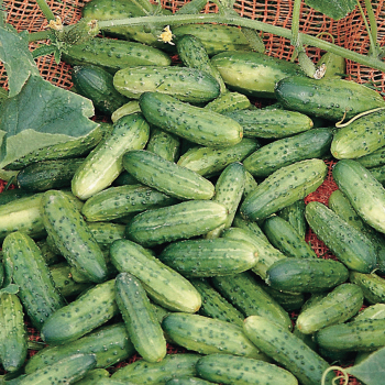 Cucumber, Alibi Hybrid Cucumber, Alibi Hybrid