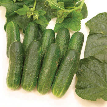 Diamant Hybrid Cucumber