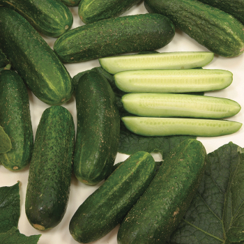 Product Image of Cucumber, Diamant Hybrid
