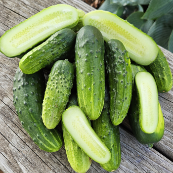 Cucumber, County Fair Improved Hybrid