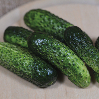 Product Image of Cucumber, Gherking Hybrid 