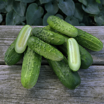 Cucumber, Pick A Bushel Hybrid