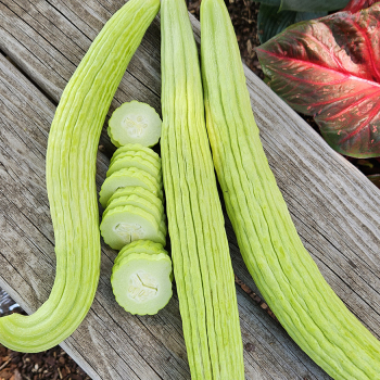 Cucumber, Armenian Pale Green