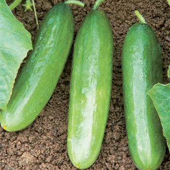 Cucumber Garden Guide