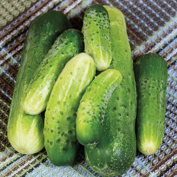 Product Image of Cucumber, Early Fortune