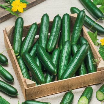 Product Image of Cucumber, Eversweet Hybrid 