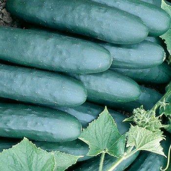 Product Image of Cucumber, Marketmore 76 