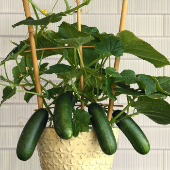 Cucumber, Kitchen Minis™ Quick Snack