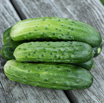 Product Image of Cucumber, Spacemaster 80 