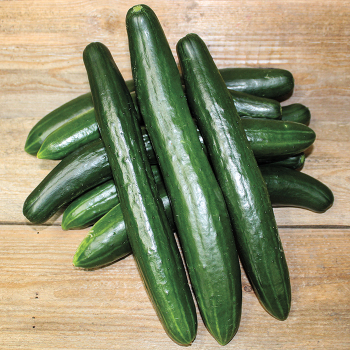 Cucumber, Summer Dance Hybrid Cucumber, Summer Dance Hybrid