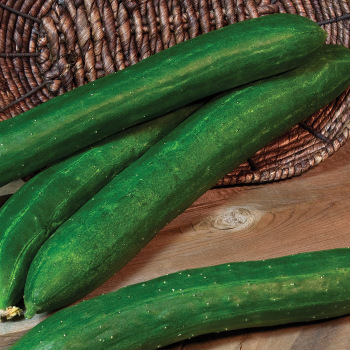 Product Image of Cucumber, Tasty Green Hybrid