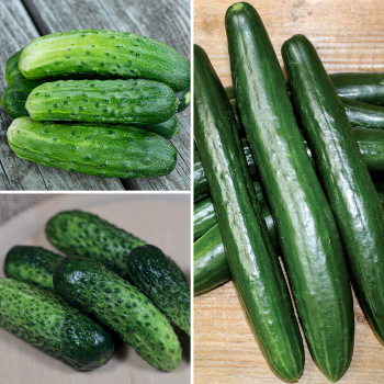 Sola Seed Company: 20 County Fair Hybrid Cucumber Seeds - USA Grown (2025 Season)