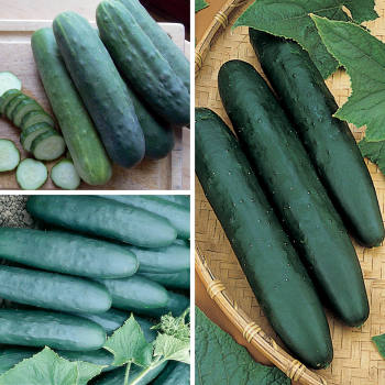 Cucumber, Slicer Sampler