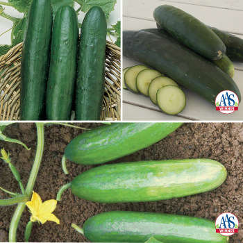 Cucumber, Slicer Sampler Cucumber, Slicer Sampler