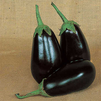 Epic Hybrid Eggplant