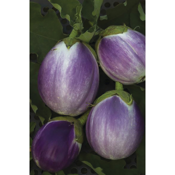 Product Image of Eggplant, Rosa Bianca 