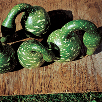 Speckled Swan Gourds