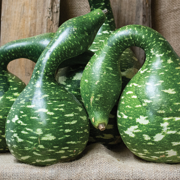 Product Image of Gourd, Speckled Swan 