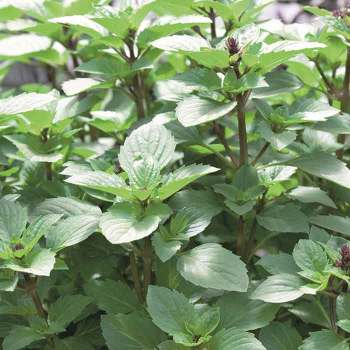 Persian Basil
