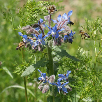 Borage