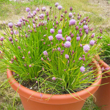 Chives Garden Guide