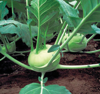 Kohlrabi, Quickstar Hybrid