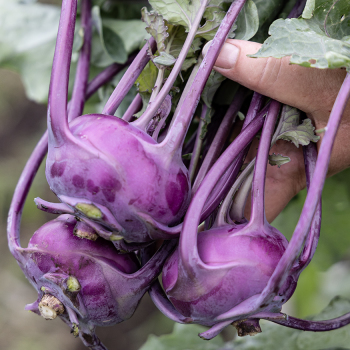 Kohlrabi, Kolibri Hybrid