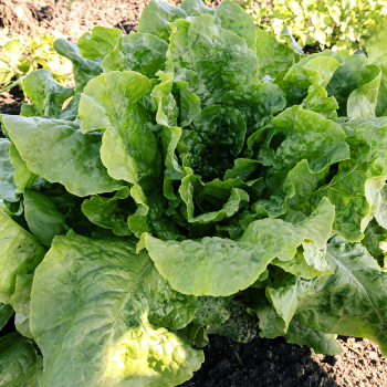 Lettuce, Butterhead, Buttercrunch