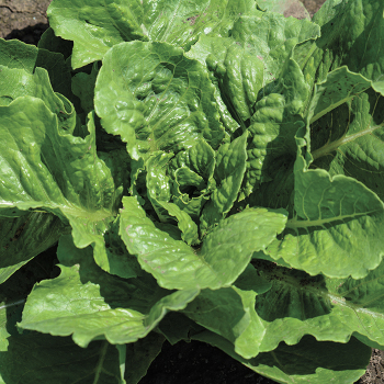 Lettuce, Romaine, Parris Island  Lettuce, Romaine, Parris Island