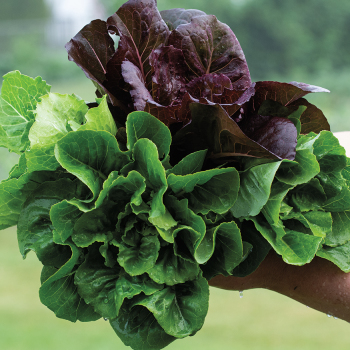 Lettuce, Jung's Caesar Salad Blend
