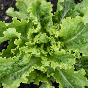 Lettuce, Looseleaf, Green Ice