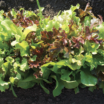 Product Image of Lettuce, Jung's Kaleidoscope Blend