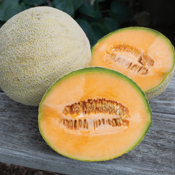 Product Image of Melon, Athena Hybrid 