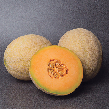 Melon, Accolade Hybrid