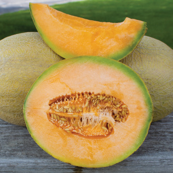 Melon, Goddess Hybrid