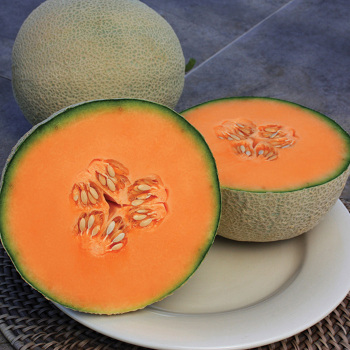 Infinite Gold Hybrid Muskmelon