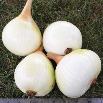 Onion, Ailsa Craig Exhibition