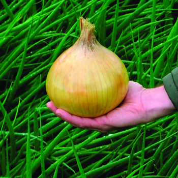 Onion, Ailsa Craig Exhibition
