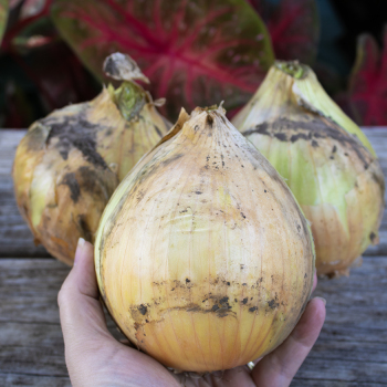 Onion, Ailsa Craig Exhibition