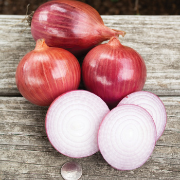 Onion, Blush Hybrid