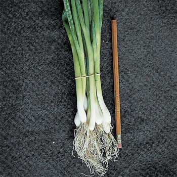 Bunching Onion, Evergreen
