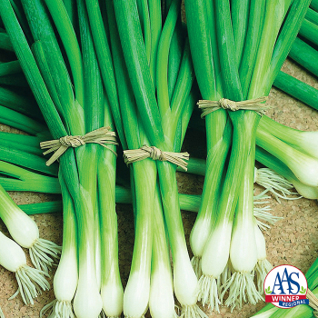 Bunching Onion, Warrior Bunching Onion, Warrior